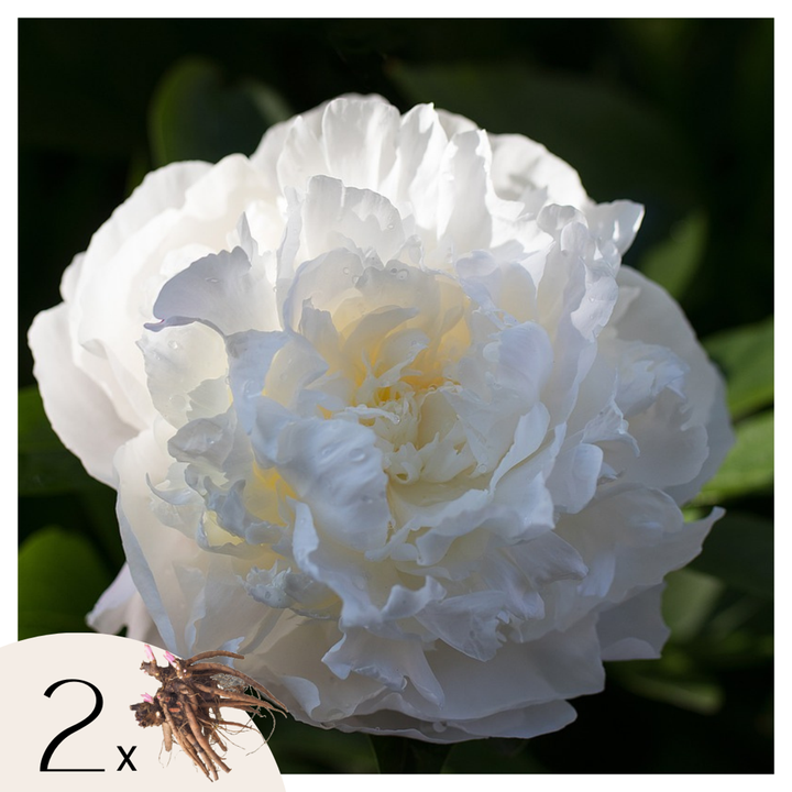 Paeonia pioen 'Duchesse de Nemours' - Set van 2 - Pioenrozen