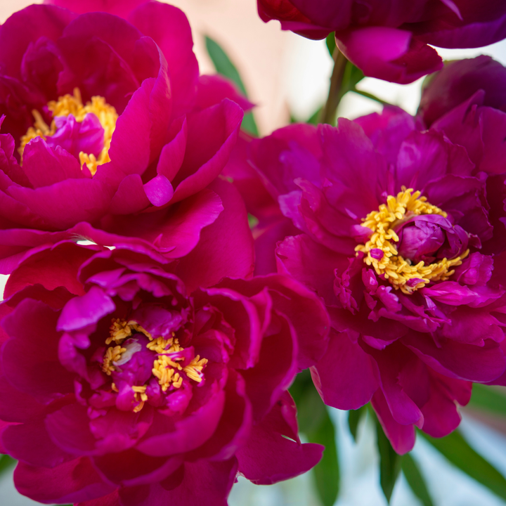 Paeonia 'Karl Rosenfield' - Set van 2 - Pioenrozen - Paars