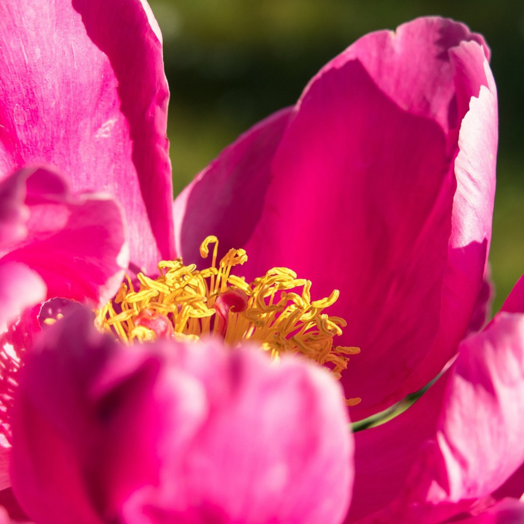 Paeonia 'Karl Rosenfield' - Set van 2 - Pioenrozen - Paars