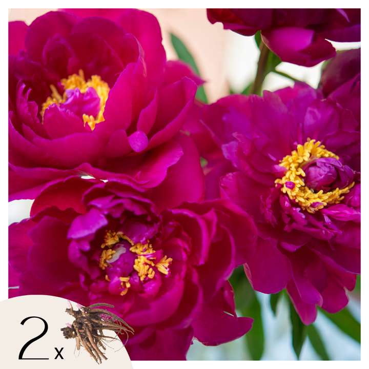 Paeonia 'Karl Rosenfield' - Set van 2 - Pioenrozen - Paars