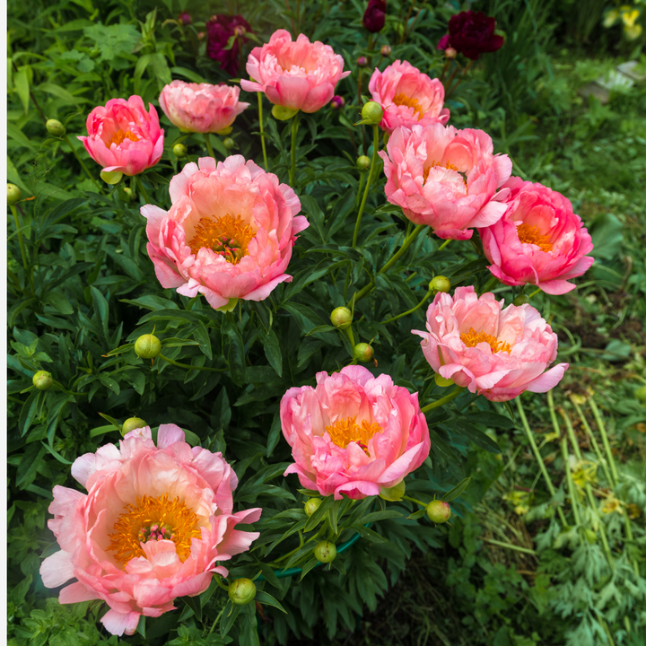 Paeonia 'Hawaiian Coral' - Set van 2 - Pioenrozen - Roze