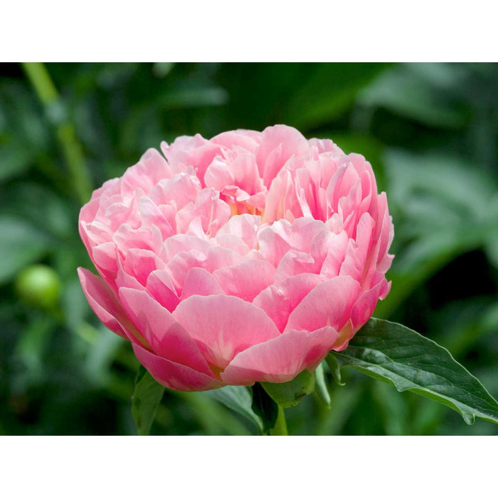 Paeonia 'Hawaiian Coral' - Set van 2 - Pioenrozen - Roze