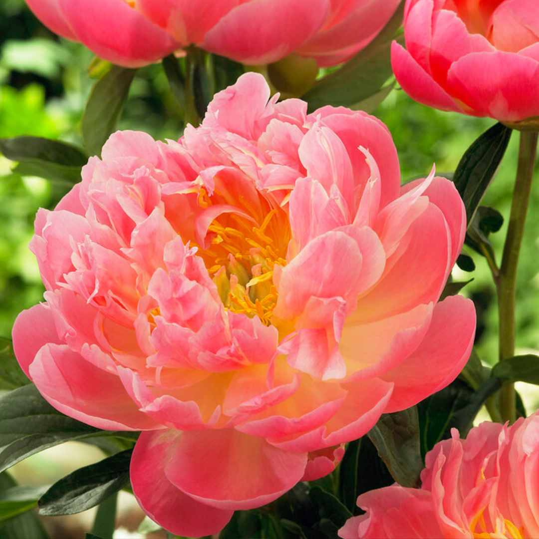 Paeonia 'Hawaiian Coral' - Set van 2 - Pioenrozen - Roze