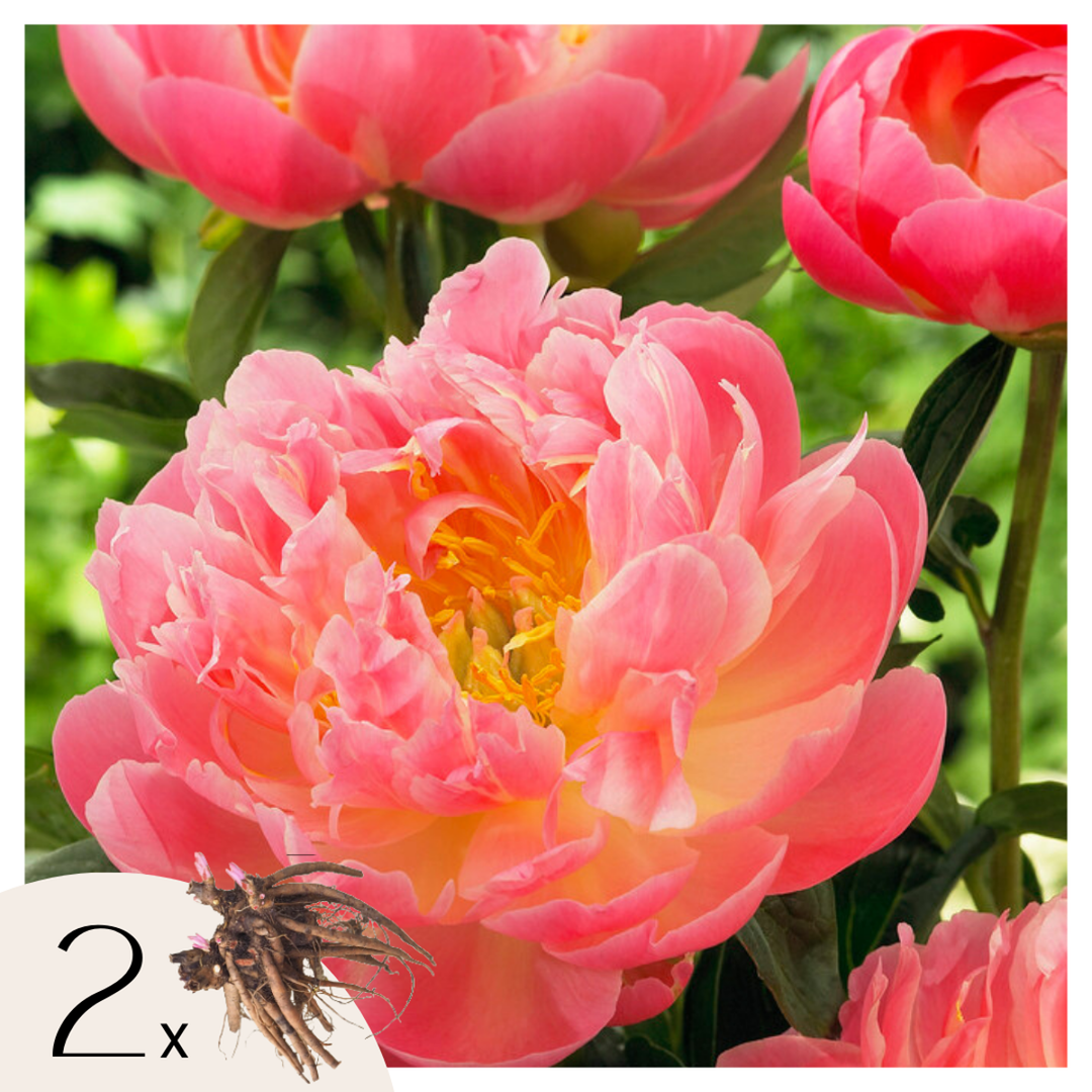 Paeonia 'Hawaiian Coral' - Set van 2 - Pioenrozen - Roze