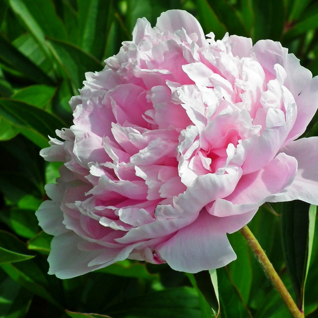 Paeonia 'Sarah Bernhardt' - Set od 2 - Božuri - Ružičasti - FloraStore