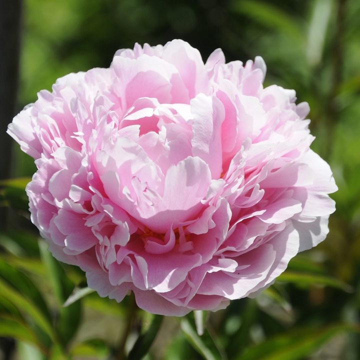 Paeonia 'Sarah Bernhardt' - Set od 2 - Božuri - Ružičasti - FloraStore