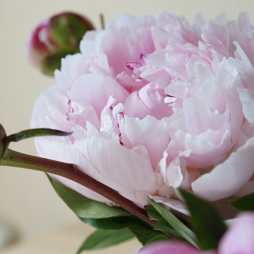Paeonia 'Sarah Bernhardt' - Set od 2 - Božuri - Ružičasti - FloraStore