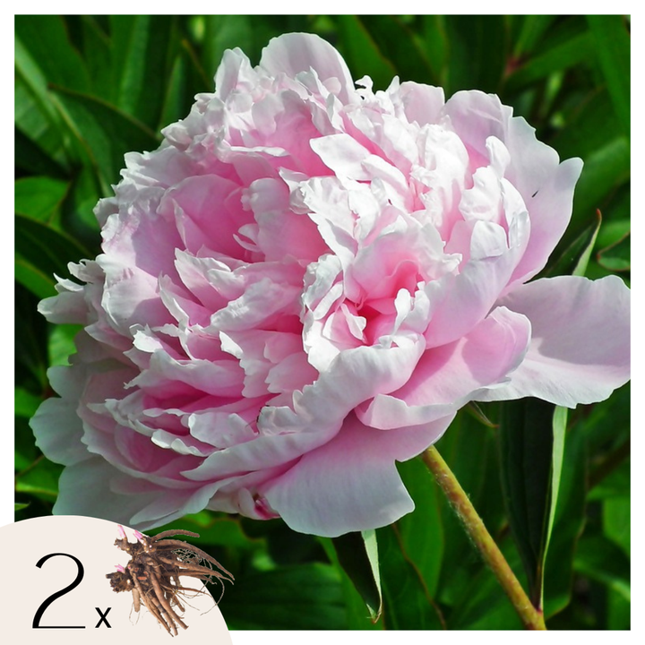 Paeonia 'Sarah Bernhardt' - Set od 2 - Božuri - Ružičasti - FloraStore