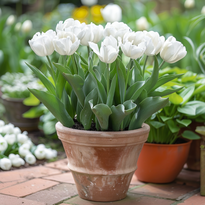 Tulipa 'Mondial' - 14 stuks - Tulpenbollen