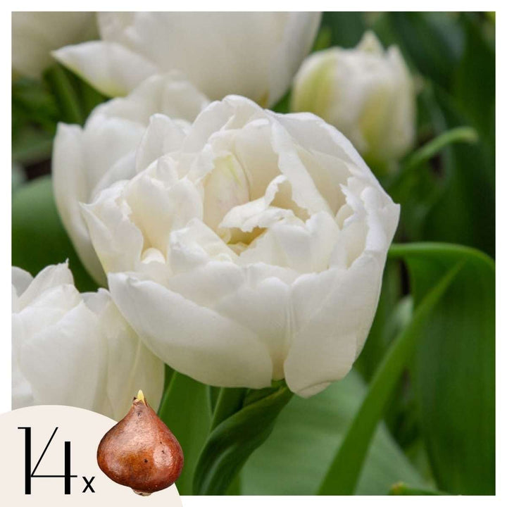 Tulipa 'Mondial' - 14 stuks - Tulpenbollen