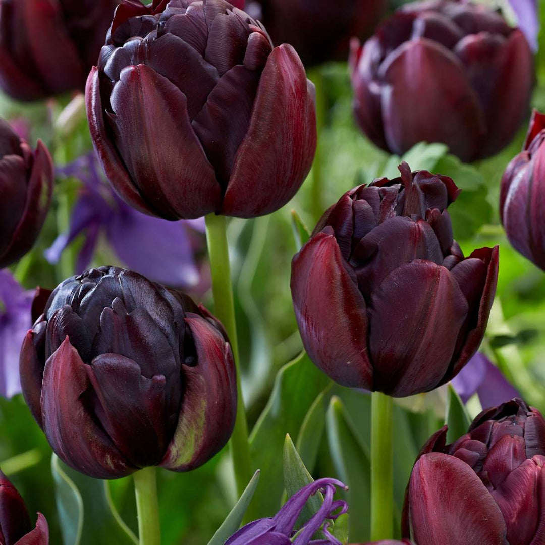 Tulipa 'Black Hero' - 15 stuks - Tulpenbollen