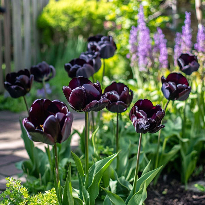 Tulipa 'Black Hero' - 15 stuks - Tulpenbollen