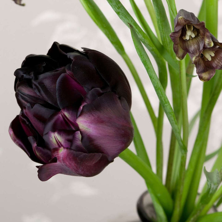 Tulipa 'Black Hero' - 15 stuks - Tulpenbollen