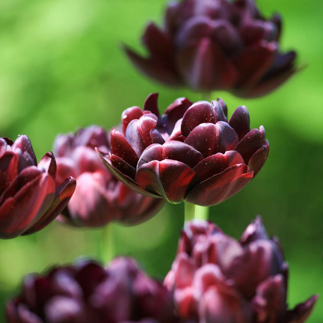 Tulipa 'Black Hero' - 15 stuks - Tulpenbollen