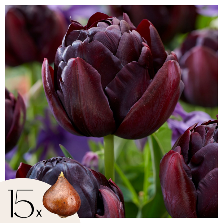 Tulipa 'Black Hero' - 15 stuks - Tulpenbollen
