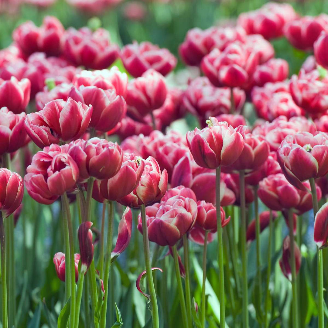 Tulipa 'Drumline' - 15 stuks - Tulpenbollen