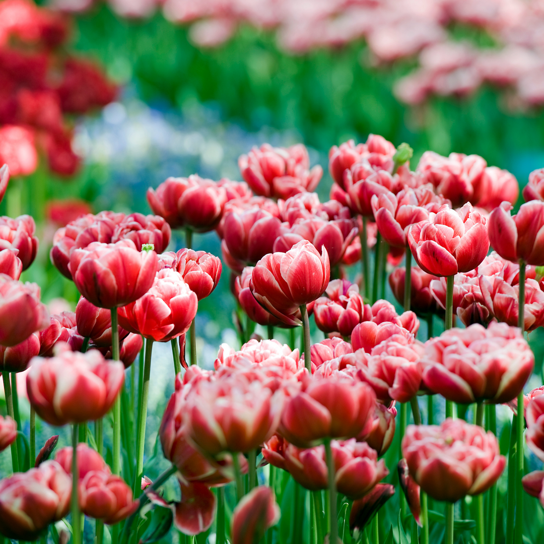 Tulipa 'Drumline' - 15 stuks - Tulpenbollen