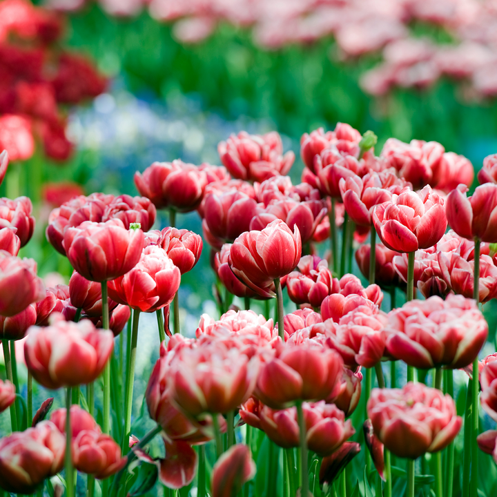 Tulipa 'Drumline' - 15 stuks - Tulpenbollen