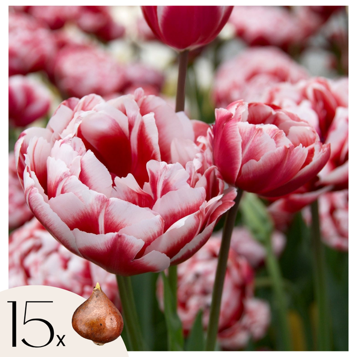 Tulipa 'Drumline' - 15 stuks - Tulpenbollen