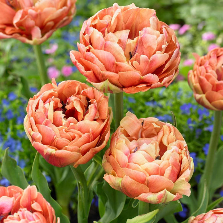 Tulipa 'Copper Image' - 15 stuks - Tulpenbollen