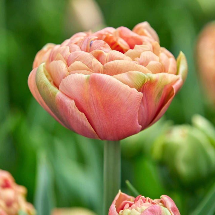 Tulipa 'Copper Image' - 15 stuks - Tulpenbollen