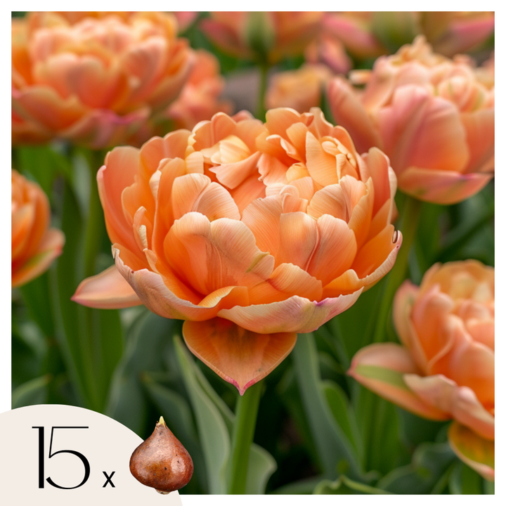 Tulipa 'Copper Image' - 15 stuks - Tulpenbollen