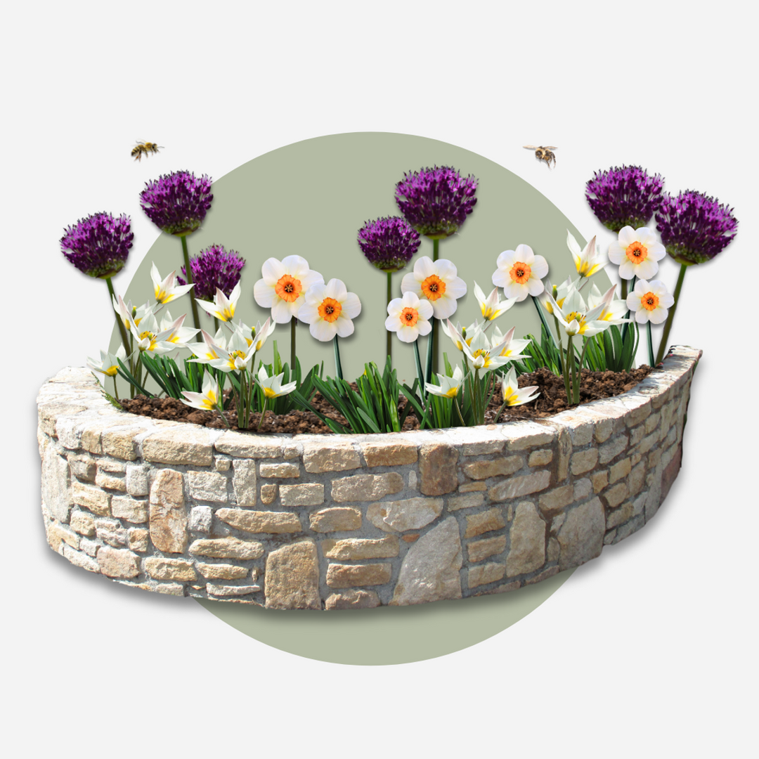 Bloembollen voor droge tuin - 35 stuks