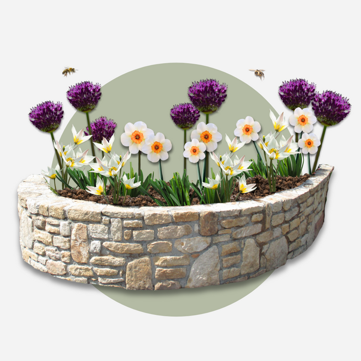 Bloembollen voor droge tuin - 35 stuks