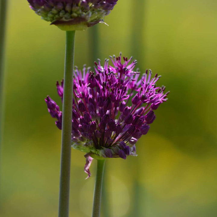 Bloembollen voor droge tuin - 35 stuks