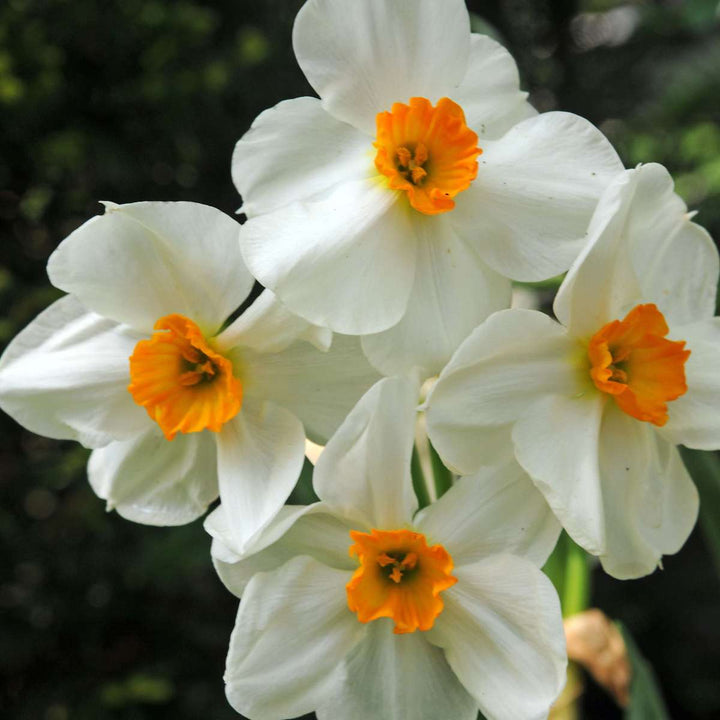 Bloembollen voor droge tuin - 35 stuks