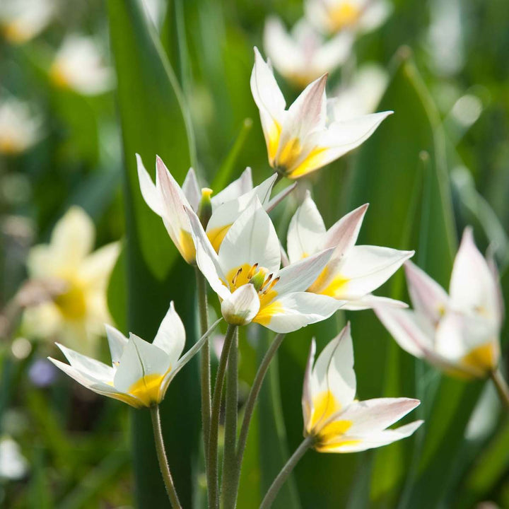 Bloembollen voor droge tuin - 35 stuks