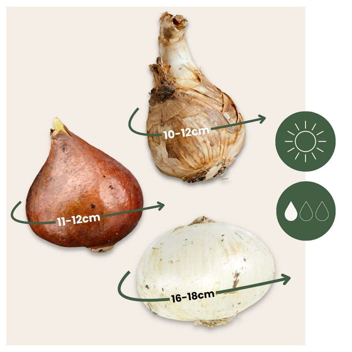 Bloembollen voor droge tuin - 35 stuks