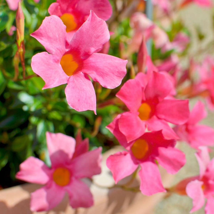 Mandeville 'Rio Hot Pink' - Dipladenia