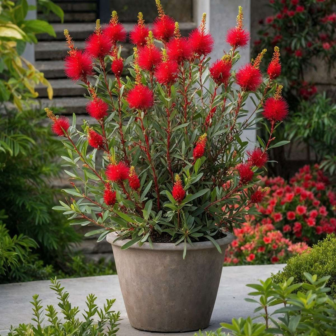 Callistemon citrinus 'Splendens' - set od 2 komada