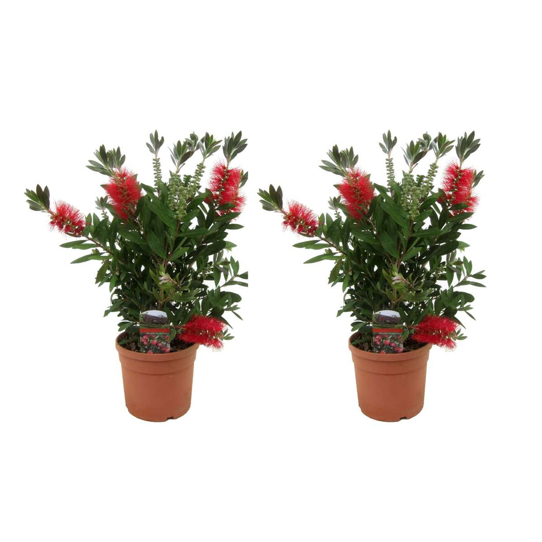 Callistemon citrinus 'Splendens' - set od 2 komada