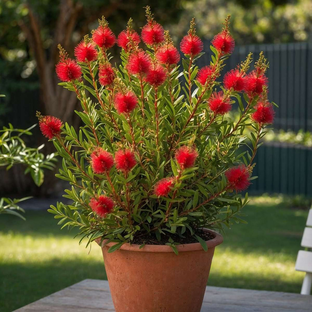 Callistemon citrinus 'Splendens'