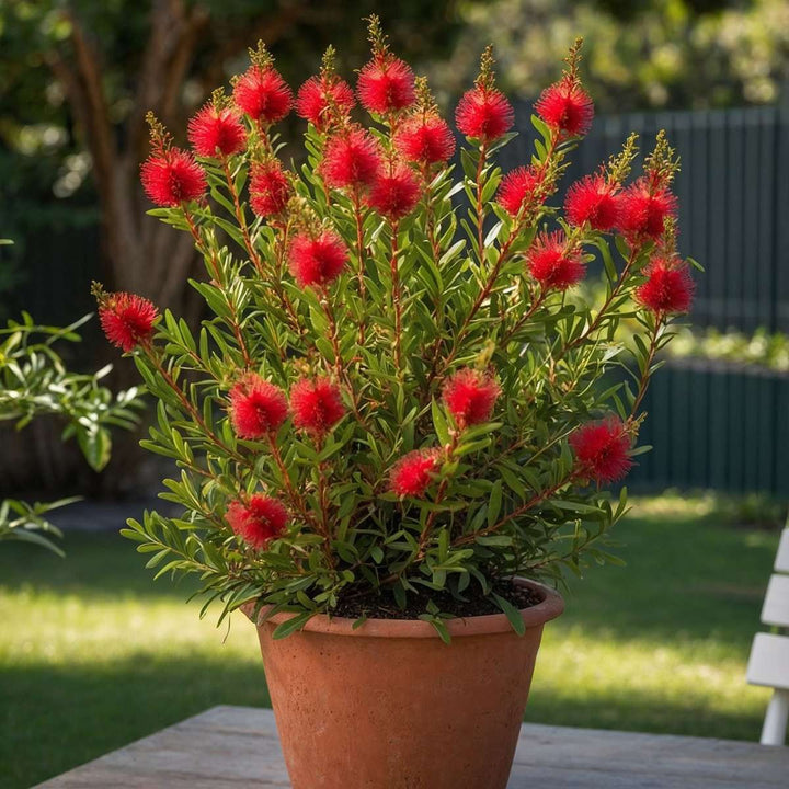 Callistemon citrinus 'Splendens'