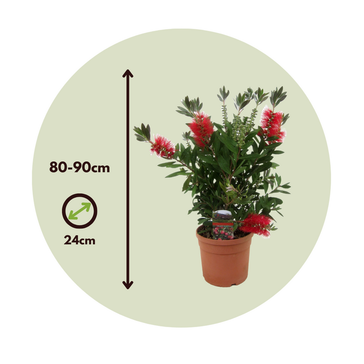 Callistemon citrinus 'Splendens'