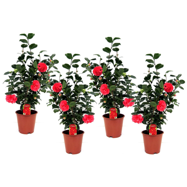 Camellia Japonica - Set of 4 - Japanese Rose
