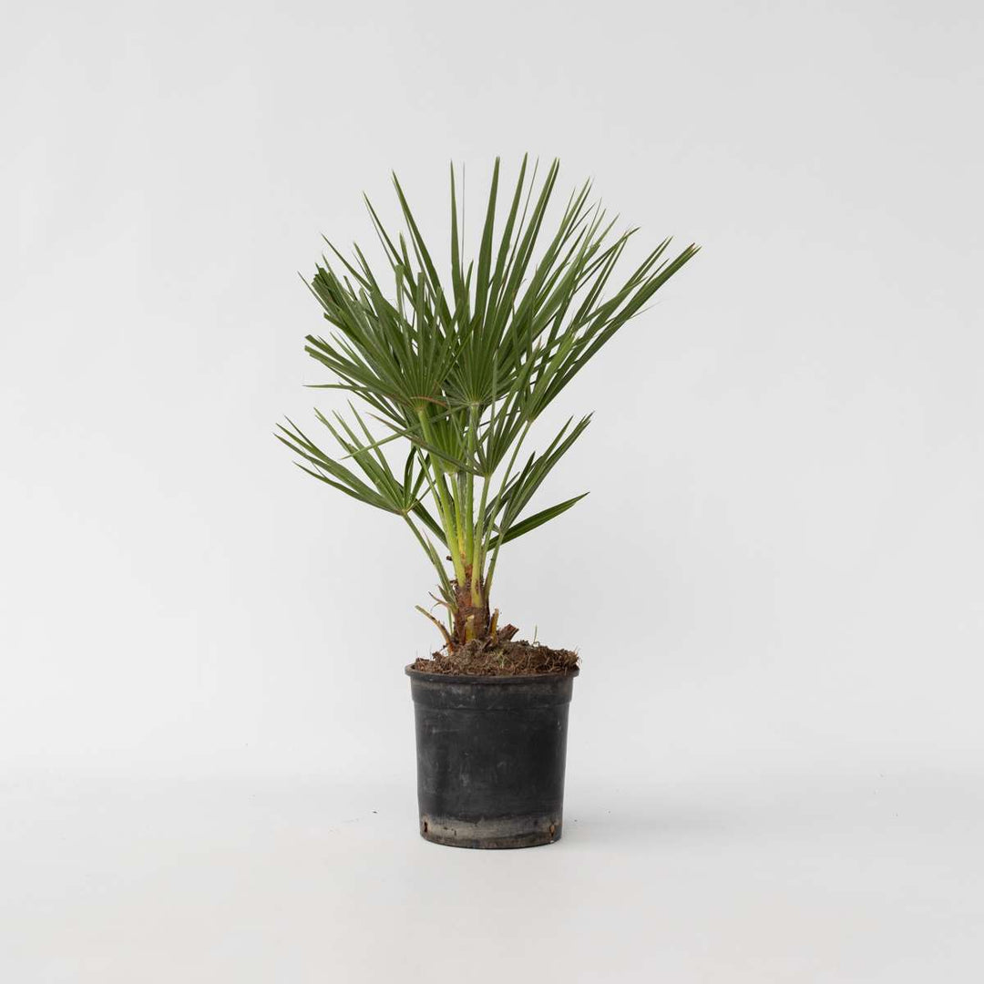 Chamaerops Humilis - Europese Dwergpalm