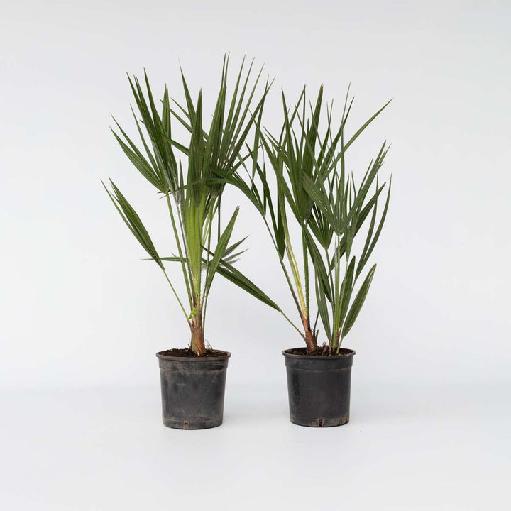 Chamaerops Humilis - Set van 2 - Europese Dwergpalm