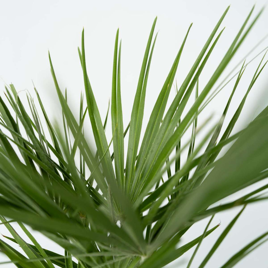 Chamaerops Humilis - Inclusief plantenvoeding