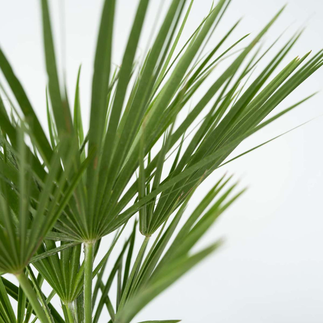 Chamaerops Humilis - Inclusief plantenvoeding