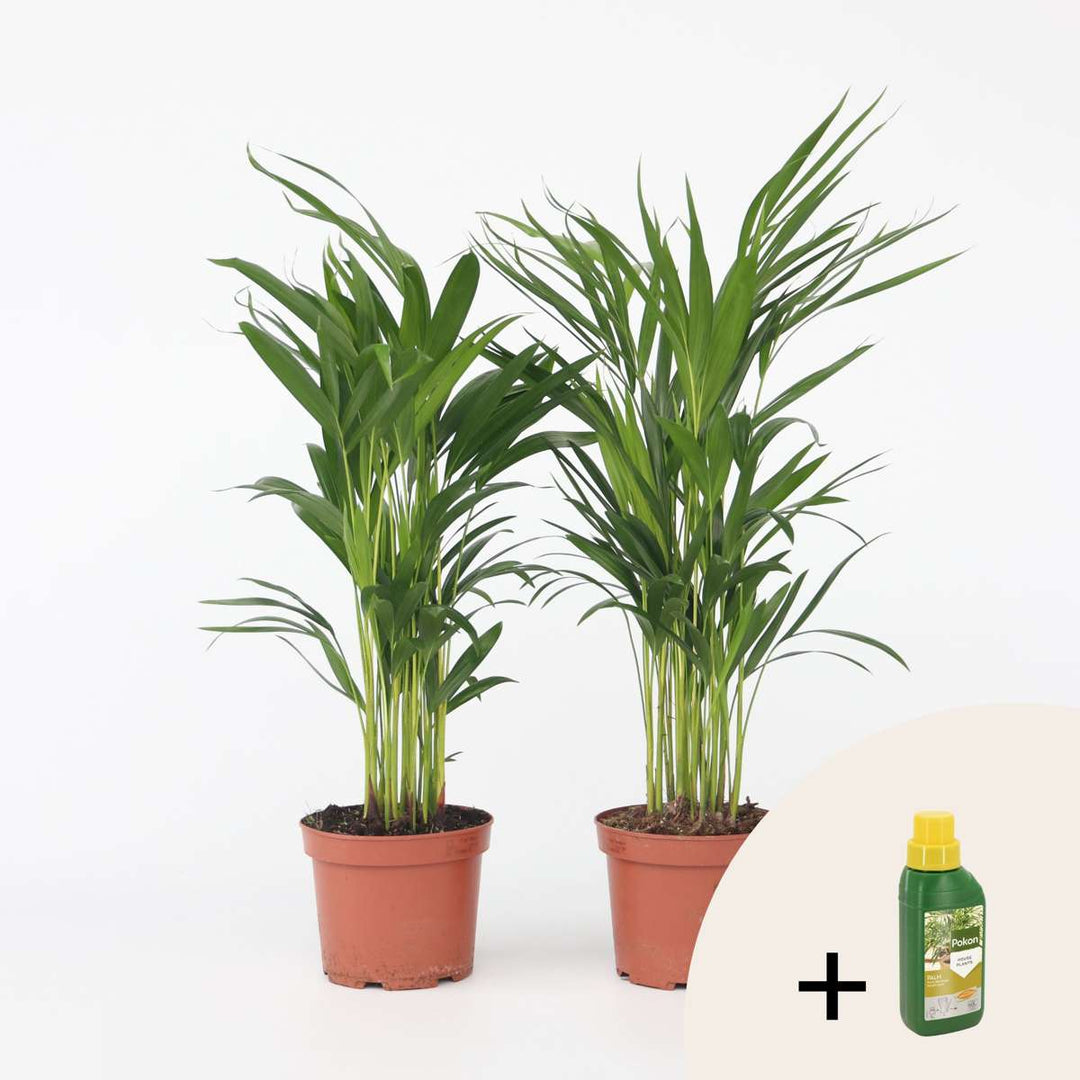 Dypsis Lutescens - Sets van 2 - Inclusief plantenvoeding