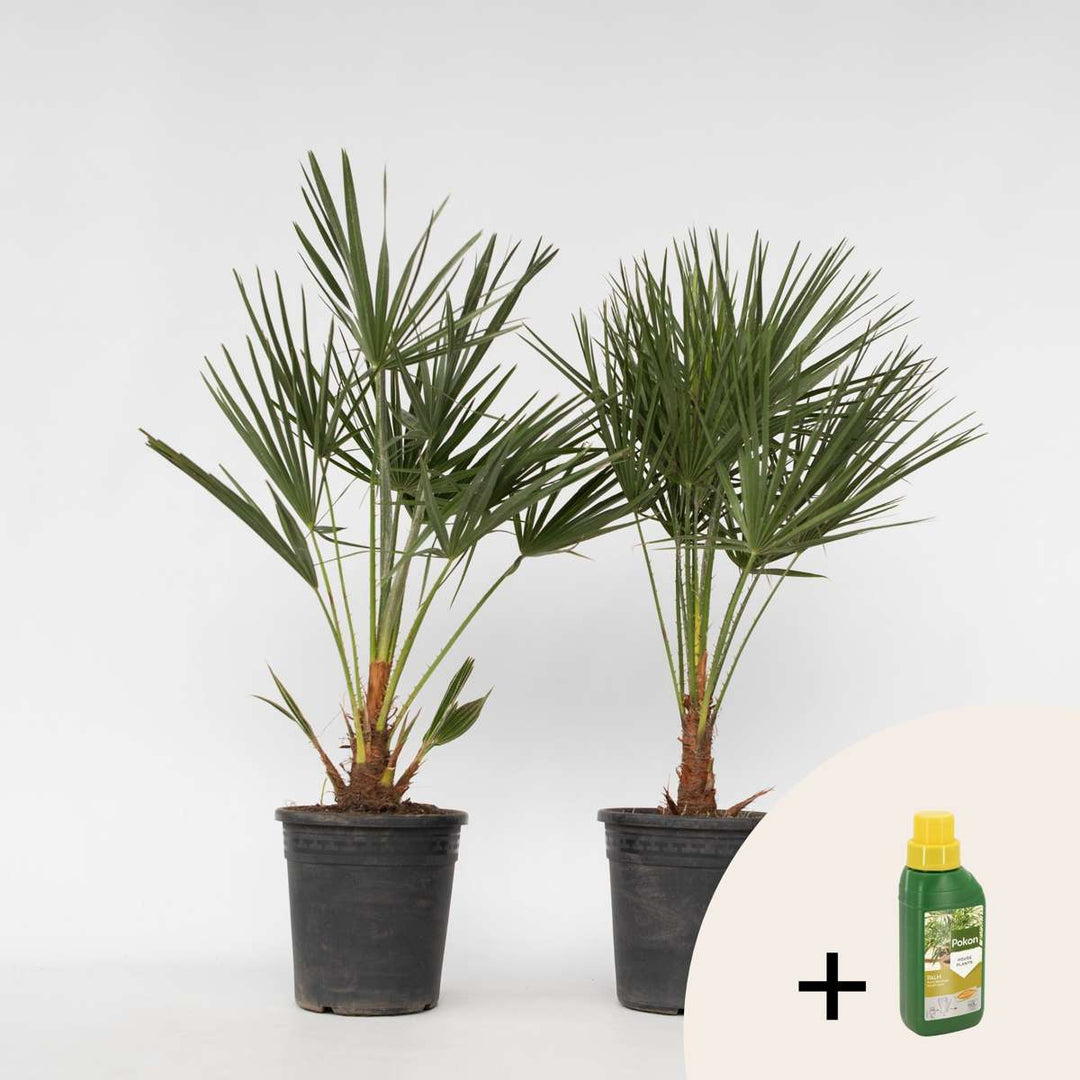 Chamaerops Humilis - Set van 2 - Inclusief plantenvoeding