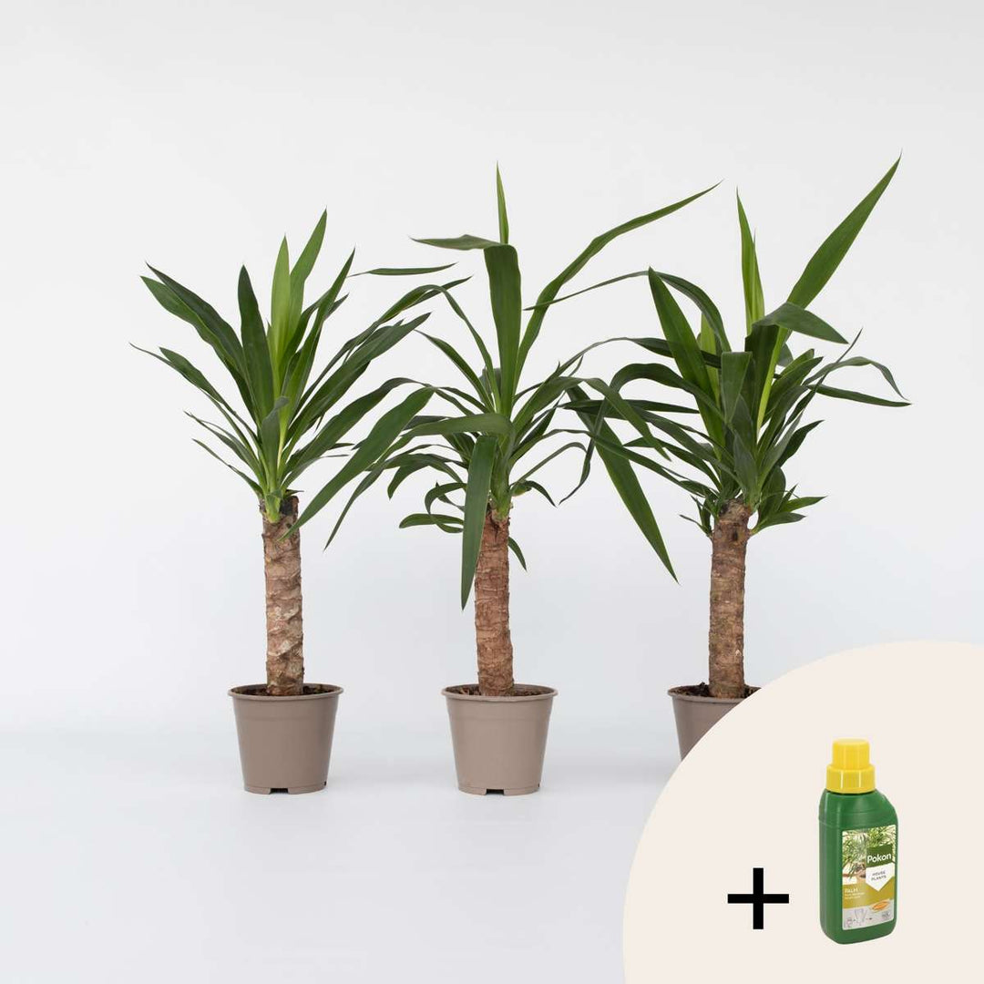 Yucca Elephantipes - Set van 6 - Inclusief plantenvoeding