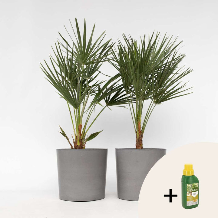 Chamaerops Humilis - Set van 2 - Inclusief plantenvoeding