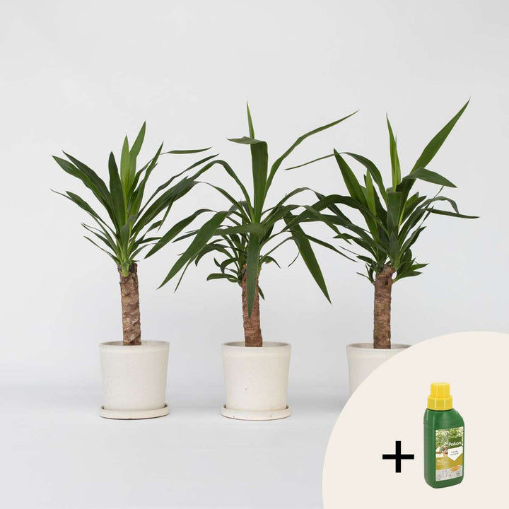 Yucca Elephantipes - Set van 3 - Inclusief plantenvoeding