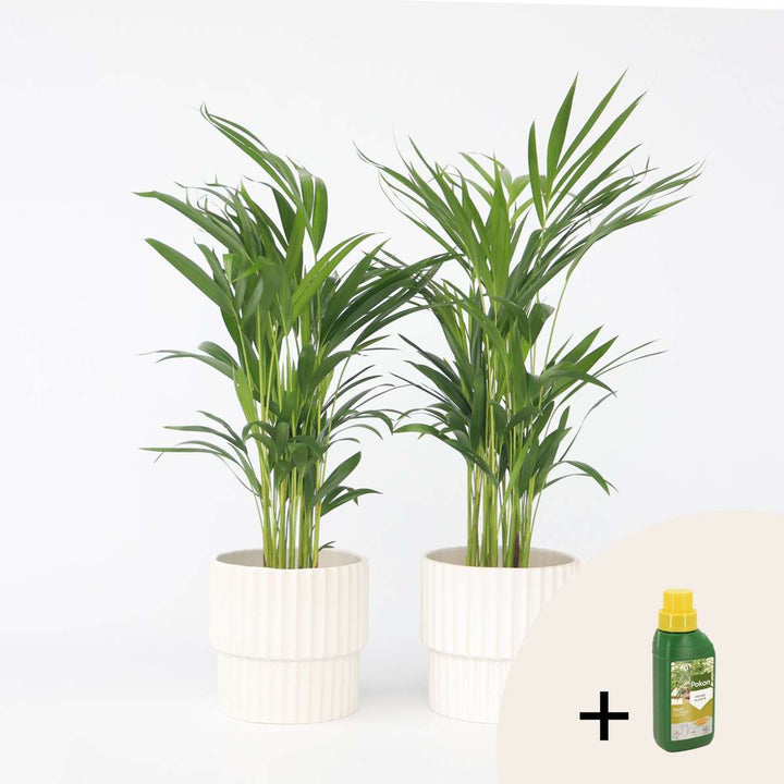 Dypsis Lutescens - Sets van 2 - Inclusief plantenvoeding