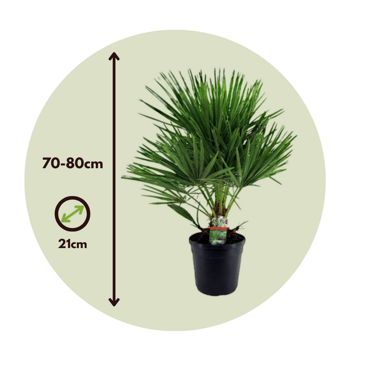 Chamaerops Humilis - Inclusief plantenvoeding